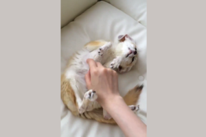 めちゃめちゃ可愛い！撫でるのをやめると「えっもう終わり！？」という顔をするフェネック