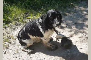 誰がこんなことを…ショッキングな姿で発見された犬に待ち受けていた運命とは！？