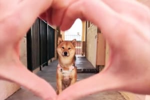 【動画】柴犬をハート越しに覗いたら…次の瞬間、とっても可愛いことをした