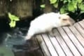 だ、大丈夫!?うっかり池ポチャして落ち込むカピバラさんが超可愛い