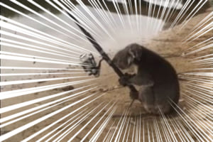 2度見どころじゃないわ！釣りを楽しむコアラの姿が撮影され話題に