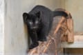 黒猫みたい!浜松市動物園で誕生した「クロヒョウの赤ちゃん」が超かわいい~