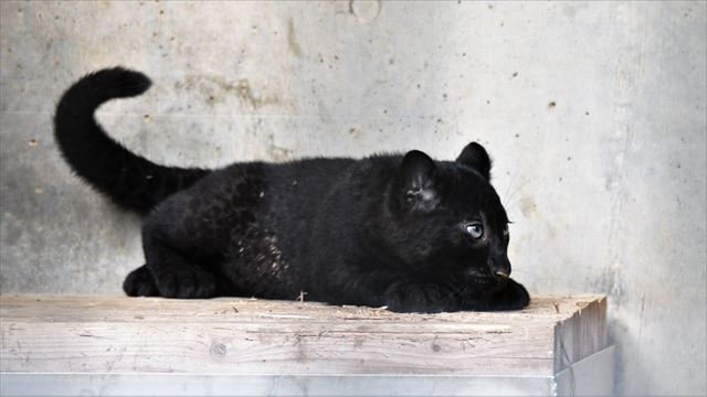 黒猫みたい 浜松市動物園で誕生した クロヒョウの赤ちゃん が超かわいい Fundo