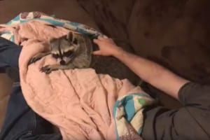 ナデナデされて気持ち良さそうなアライグマ…撫でている手を止めた時の反応が面白い♪