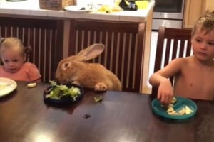 【動画】並外れた大きさの巨大ウサギとの暮らしが微笑ましい♪ いつでもどこでも一緒