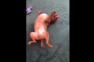 【動画】背中がかゆいワン！斬新な方法で背中をかくワンコが話題に