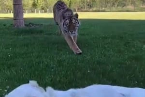 横になってくつろぐワンコにトラが接近！危ないっ！と思いきや…意外な展開に