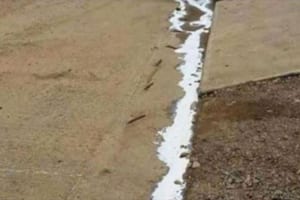 牛乳を運んでいたトラックが衝突事故…流れ出た牛乳に群がってきた珍客が話題に！