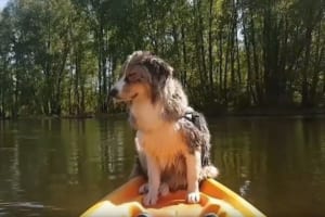 カヤックに揺られて気持ちよくなっちゃったワンコ…ウトウトして危うく落ちそうに！？