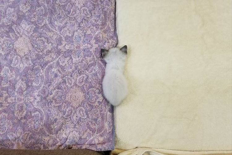 ご飯を食べさせようと様子を見に行ったら…思わぬところで昼寝していた子猫に反響