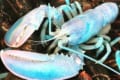 1億匹に1匹という確率!パステルカラーのロブスターが発見される!