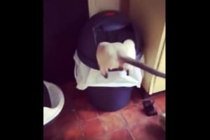 ゴミ箱に頭から突っ込んで抜けなくなったニャンコ。なかなか脱出できずも最後には…