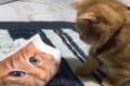 猫柄のティッシュボックスに警戒するニャンコ…最後にとったビビりまくりのリアクションが話題に！