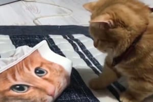 猫柄のティッシュボックスに警戒するニャンコ…最後にとったビビりまくりのリアクションが話題に！