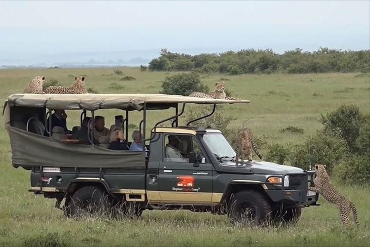 これは大丈夫なのか!?ケニアの国立公園を巡るツアーで5匹のチーターに囲まれる