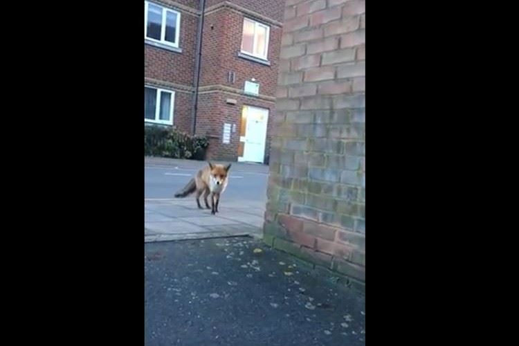 街角でキツネを発見!撮影に夢中になっていると、キツネに大事な物を奪われて撮影者はピンチに!