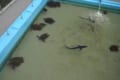 25メートルプールにサメが優雅に泳いでいる!廃校を利用した水族館がめっちゃ楽しそう