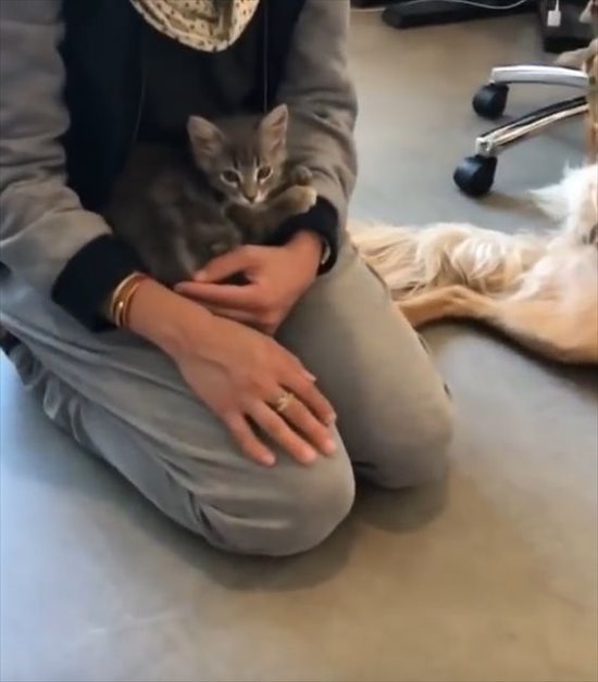 初めて子猫に会ったワンコが大興奮！最後はお腹を見せてu2026「一緒に遊び 