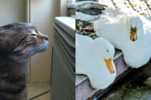 やっぱり暑さには誰も勝てない！？夏でバテバテな動物たちの写真【9選】