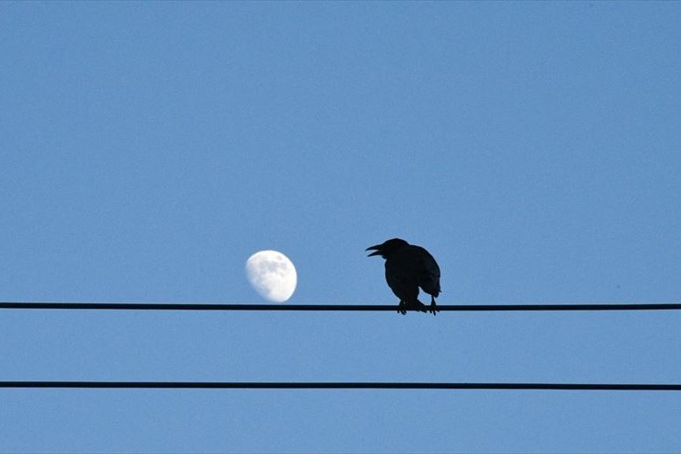 『384,400km離れた隣人』カラスとお月さまのコラボがめっちゃ素敵