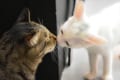 光と闇がキスする瞬間…みたいな!?猫ちゃんたちによる奇跡のショット【8枚】