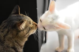 光と闇がキスする瞬間…みたいな！？猫ちゃんたちによる奇跡のショット【８枚】