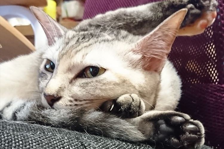 ねぇ、嘘でしょ!?猫ちゃんの斬新すぎる寝姿がまるで雑技団みたい