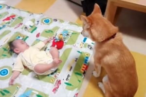 赤ちゃんのおもちゃが欲しいワン～！必死に我慢するワンコがめっちゃカワイイ