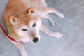 魚拓ならぬ犬拓!?暑いから霧吹きで水をかけたら跡がキレイに残った