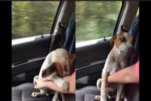 【感動の動画】自分を保護してくれた女性に対する犬の行動が感動的で愛を感じる