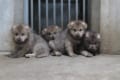 クールなオオカミの赤ちゃんはモッフモフ!公開したばかりの子オオカミが可愛い