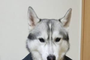 ハスキー犬のイケメンリーマン現る！？違和感が仕事しないスーツ姿にTwitter騒然