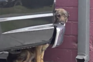 まるで人間のような泣き声…怯えていた野良犬が保護されてこんなに変わった！