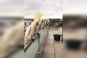 オーストラリアのびっくり風景！ベランダにやって来る野生のオウムの数がハンパなかった