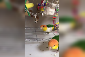 芸達者でめちゃくちゃ可愛い！撃たれたフリをするインコたちがすごい