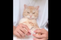 この貫禄は一体!?爪切りされる猫さんの落ち着きっぷりがありえないと話題