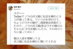 【猫は人語を理解している】ニャンコは言葉を理解していた?！近所のボス猫を頼ってみた結果…