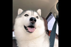 すまん…(笑)キラキラ笑顔のワンちゃん、目的地に着いたとたんその笑顔が超絶しぼむの巻