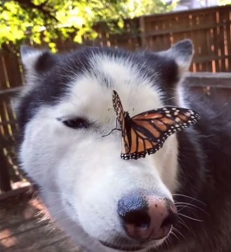 動画 めっちゃ寄り目になっちゃったよ 蝶々に弄ばれるハスキー犬が可愛すぎ Fundo