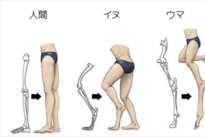動物たちの足を人間の足にたとえたらどうなる？そのイラストがめっちゃ分かりやすい！