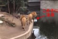 百獣の王ライオンもドジなことするんだね!よそ見していたら池に落ちたドジっ子ライオンが超かわいい!