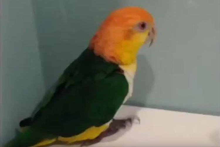 隅っこがお気に入りの様子のインコ…めくるめく体勢を変えながら心地良い体勢を追求!?