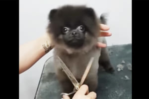 ノリノリでヘアカットするハサミとワンちゃんのダンス共演が可愛すぎる！