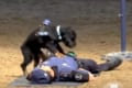 倒れている人間に心肺蘇生を実践する警察犬…デモンストレーション映像が話題に!