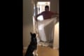 「ご主人はどこへ行っちゃったの?」突然消えた飼い主を慌てて探し回るハスキー