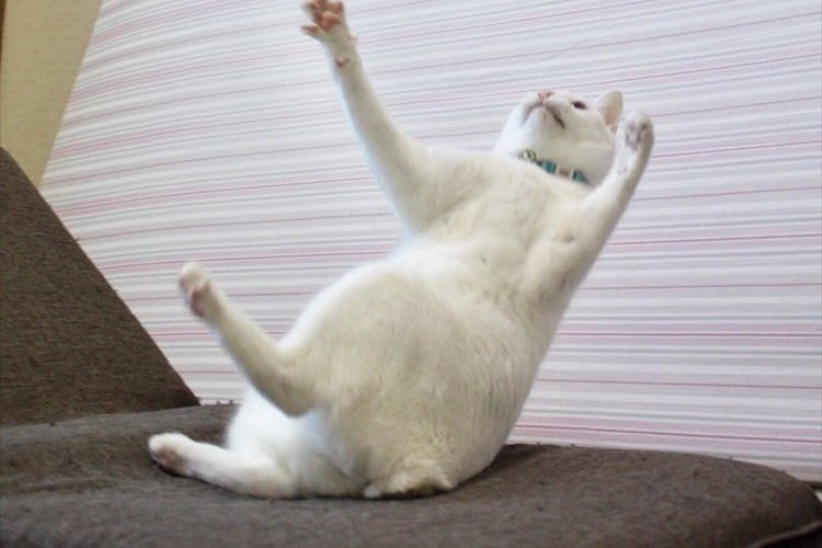 何かをキャッチしようとしたニャンコ…この後、絵に描いたような見事なズッコケを見せる!