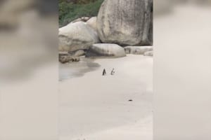 ペンギンのカップルが海辺でラブラブな雰囲気…ハネムーンで当地を訪れていた新婚カップルが撮影