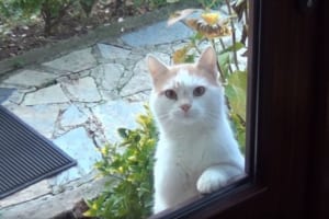 お腹が空くと、窓越しにアピールをしに来るニャンコ…その目力が毎回ハンパない！