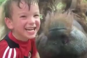 少年とガラス越しにキスを繰り返す、めちゃめちゃ笑顔のオランウータンが話題に！