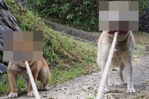「行きたくない！」2匹の柴犬が拒否する表情がジワる…特に右の子の表情がハンパない！
